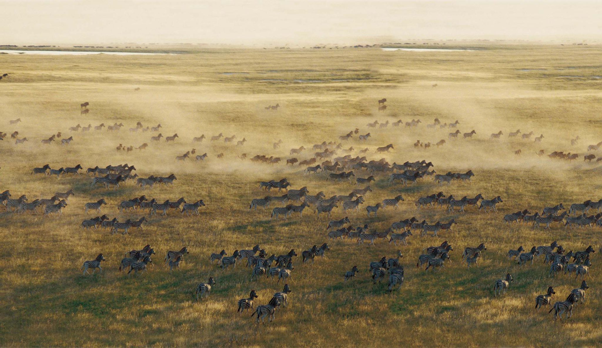 Zebras moving across the plains in Makgadikgadi
