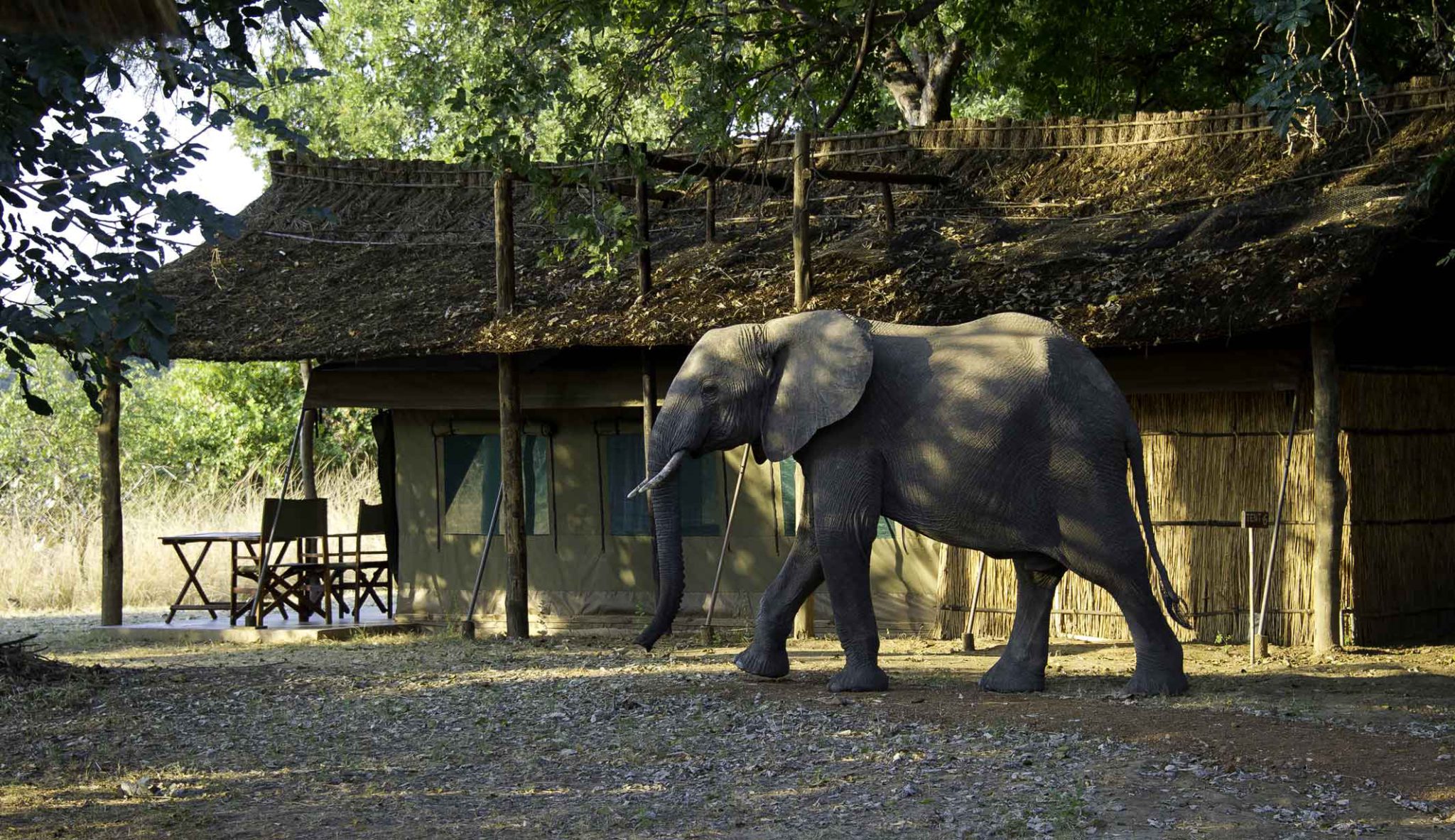 Flat dogs Camp - Elephant