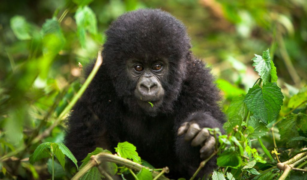 Gorilla Trekking in Uganda