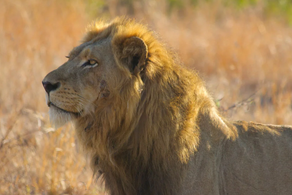 The real stars of the Lion King