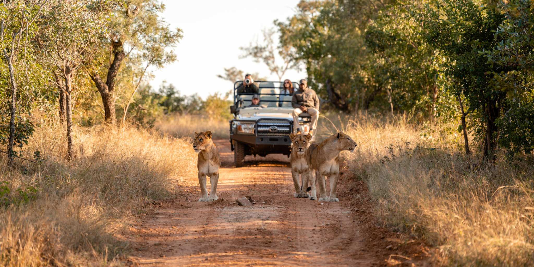 Three lions spotted on a game drive