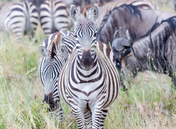 Expert Tips on East Africa Vs South Africa Safaris.