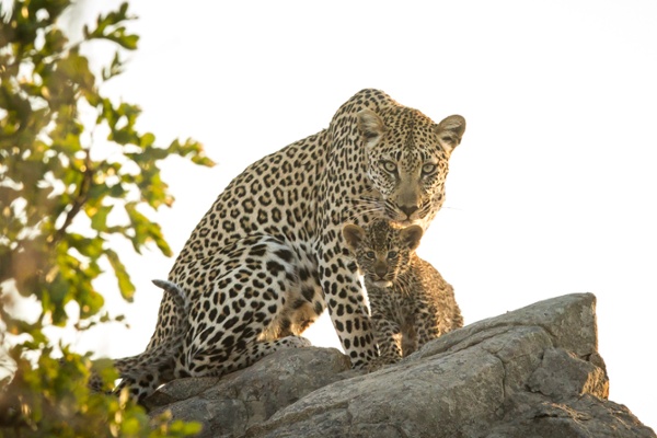 The Story Behind the Bench Africa 2020 Brochure Cover