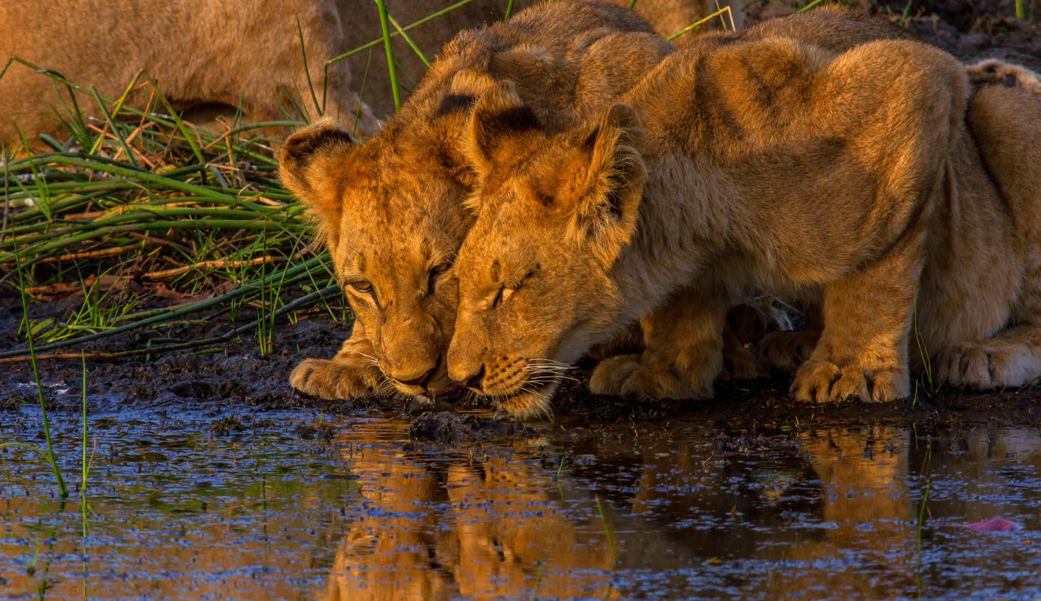 Explore the untouched natural beauty and wildlife on this Botswana overland tour. Starting with the natural wonder of Victoria Falls and an unforgettable sunset at Makgadikgadi pans. Enjoy ‘Big Five’ game viewing in open 4x4 vehicles in Moremi Game Reserve before boating