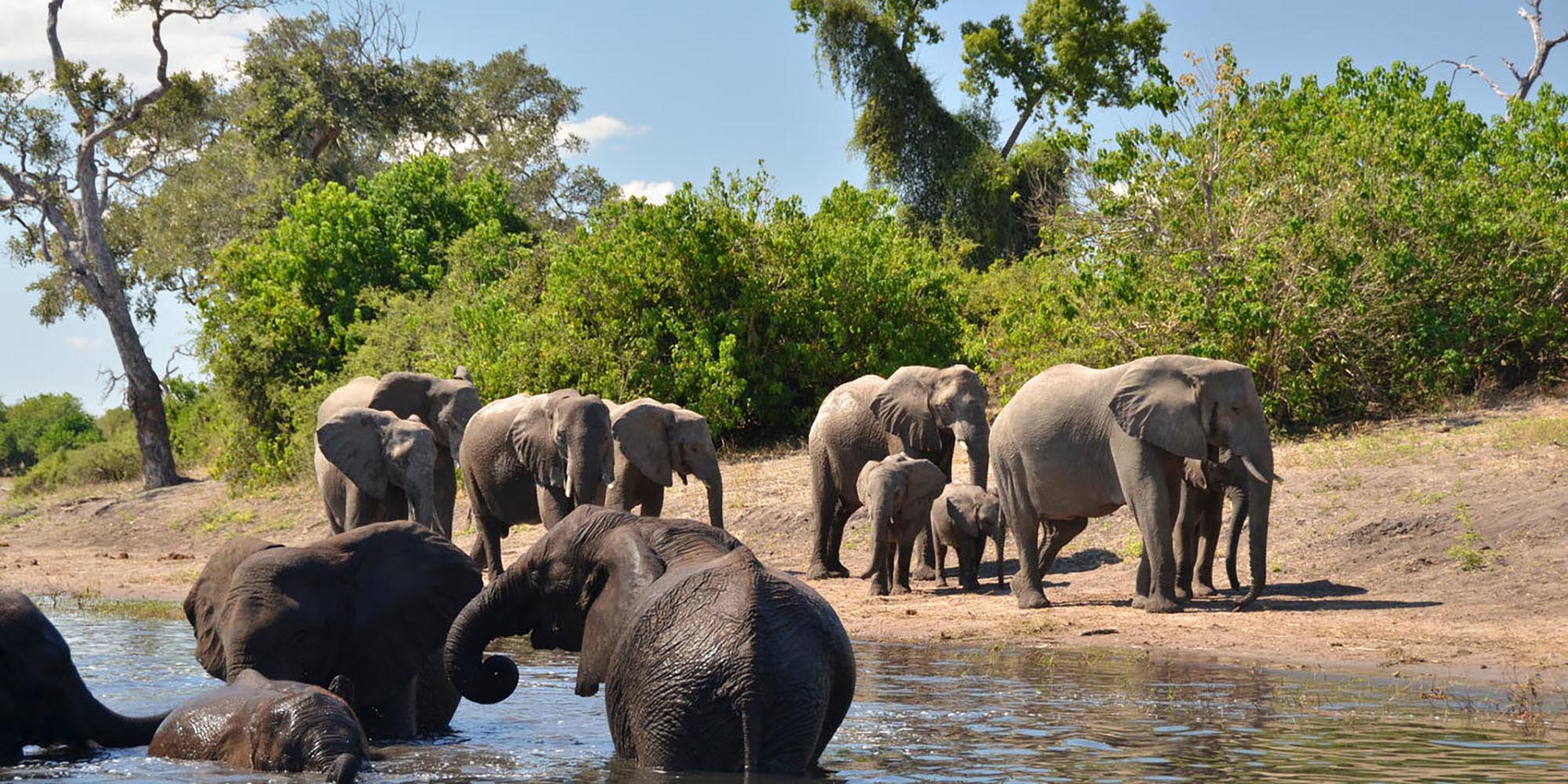and cultural visits to local village and school.Situated on the western edge of Chobe National park