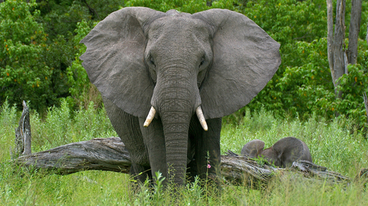 The Authentic Safari