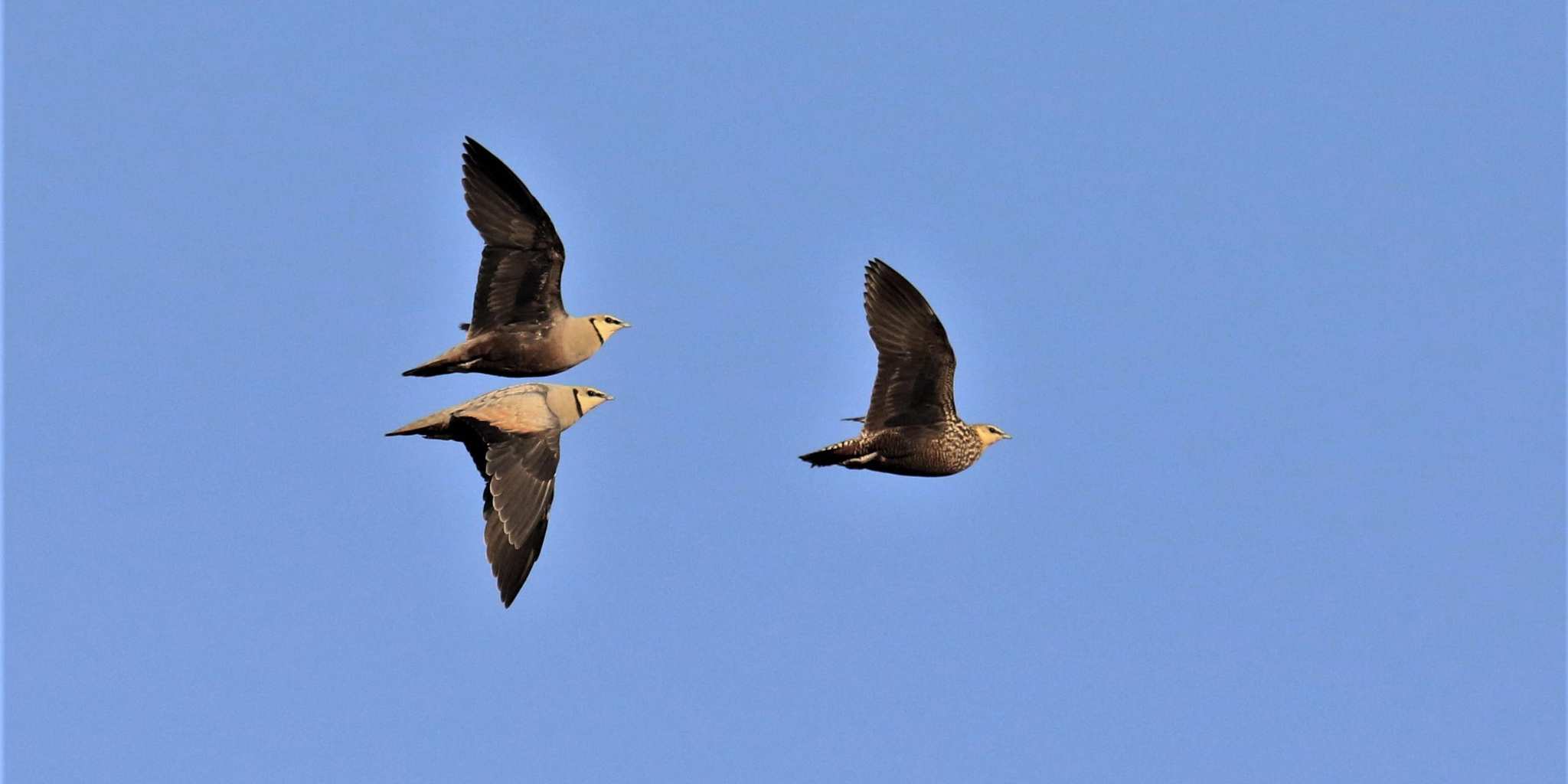 Bird watching at Victoria Falls
