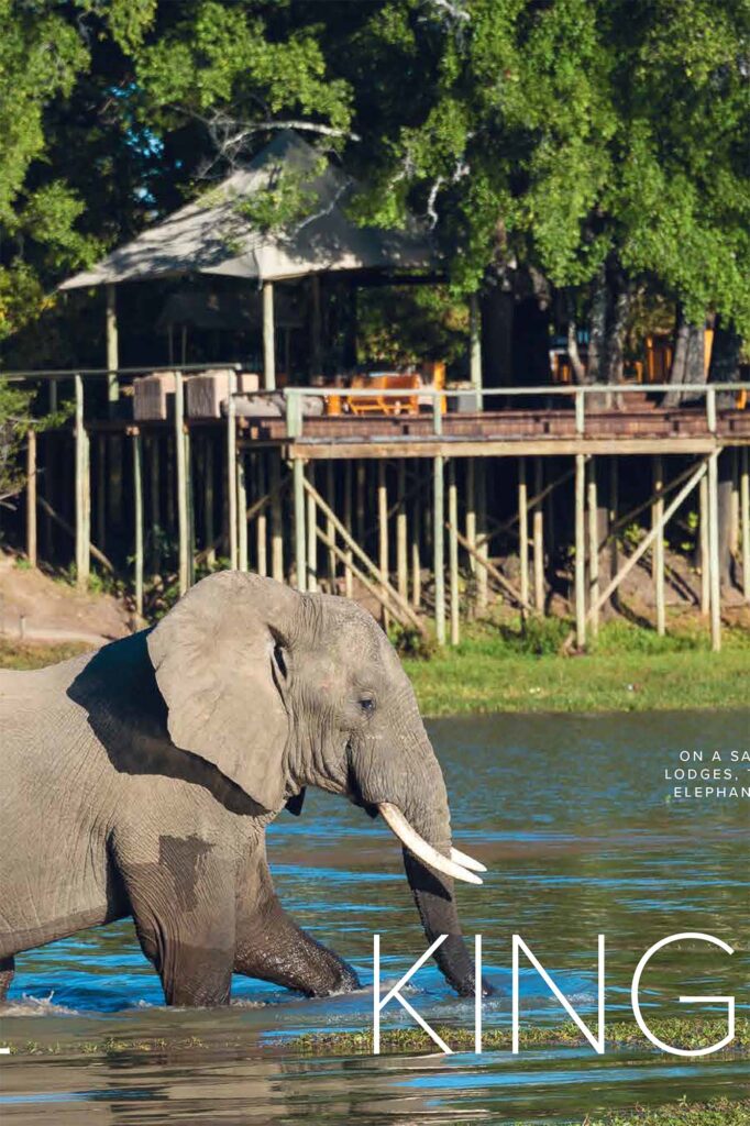 Zambia: Animal Kingdom