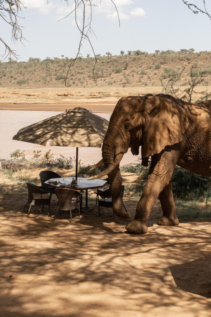Kenya: The Elephant Bedroom Camp