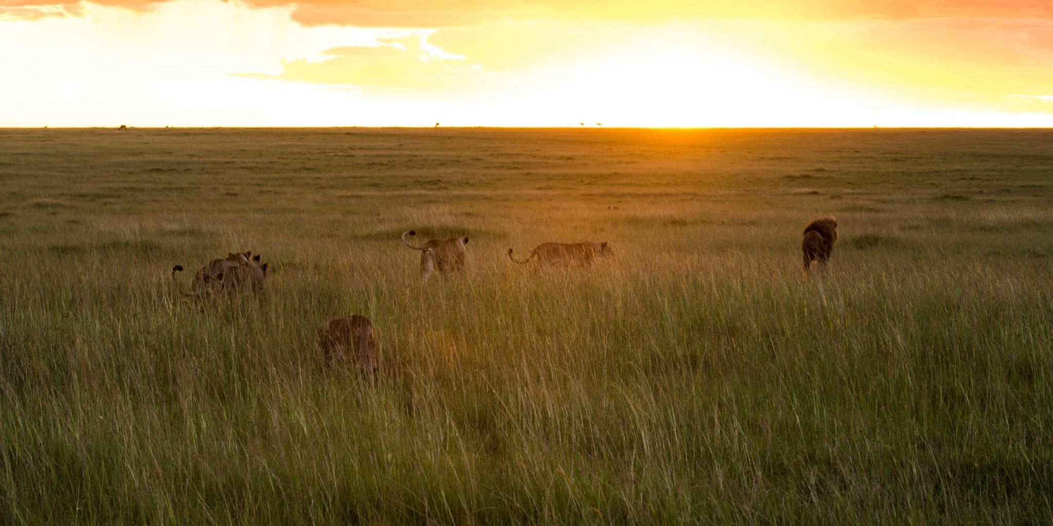 Lion pride stalking through the grass in the Olare Motorogi Conservancy