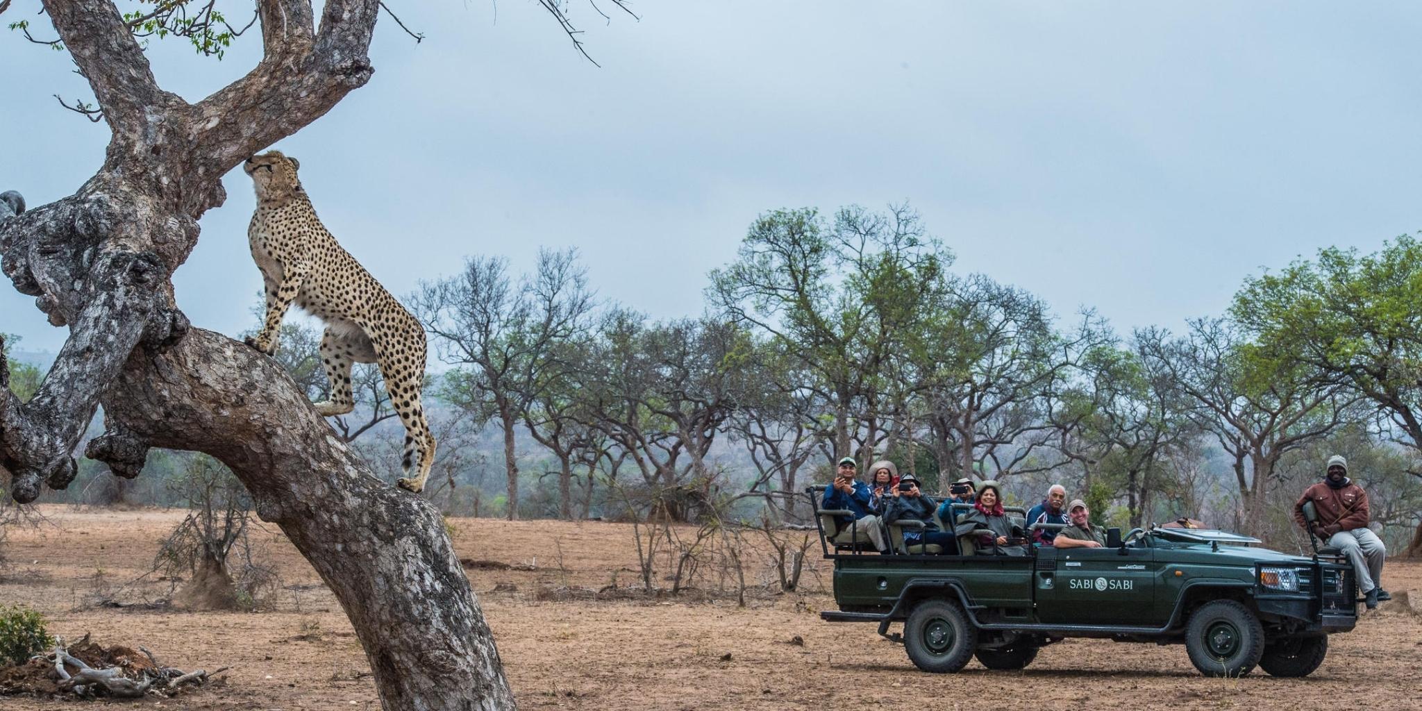 Cheetah clibing a tree as a group on safari game drive watch