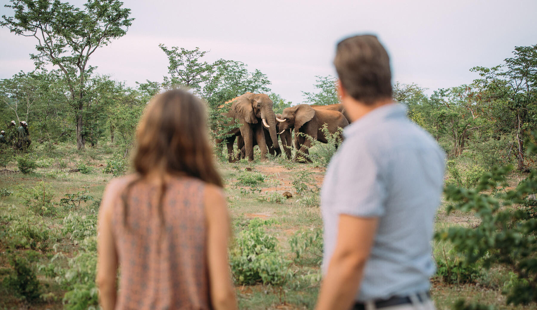 Elephant Conservation Victoria Falls