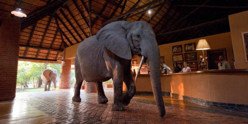 The Top 5 Camps to see Elephants up Close