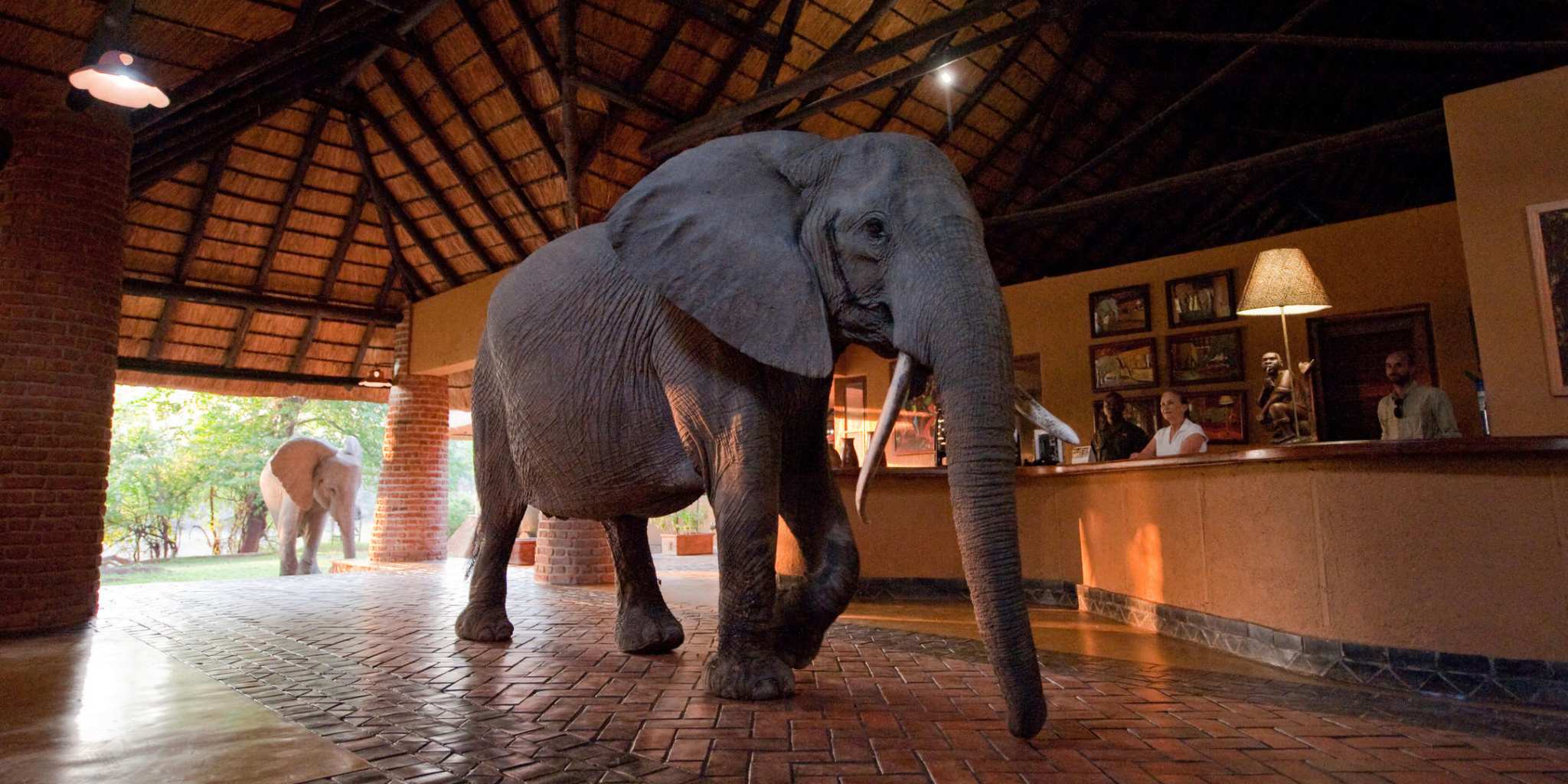 The Top 5 Camps to see Elephants up Close