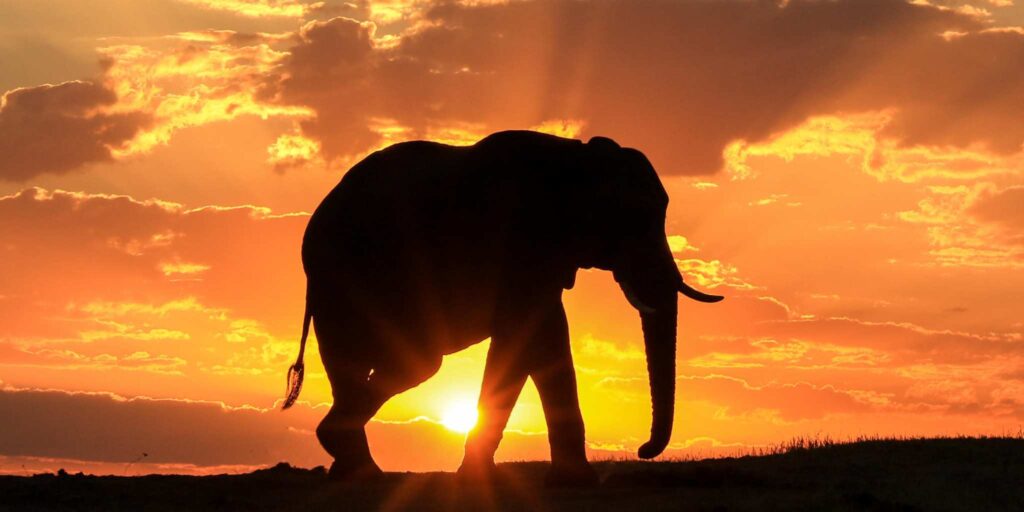 Silhouette of an elephant with dramtic orange sunset in the background