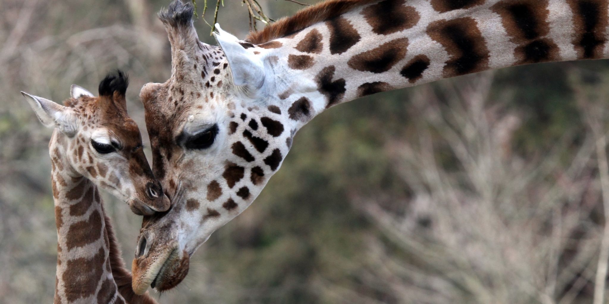 Giraffe nurturing its young