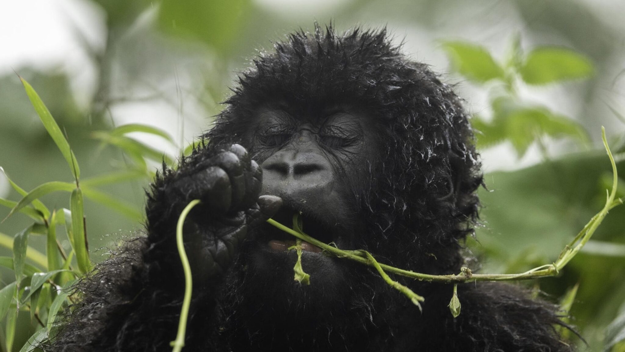 Sleepy baby gorilla surrounded by plants