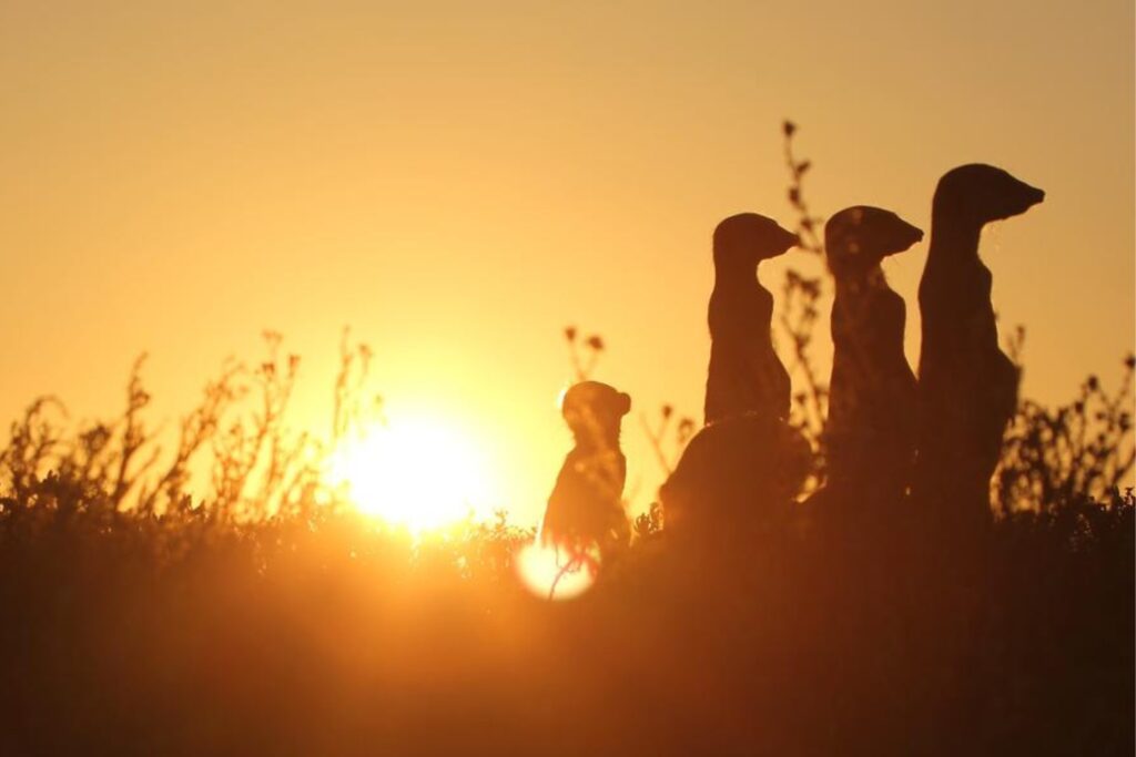 Self Drive South Africa – Gold