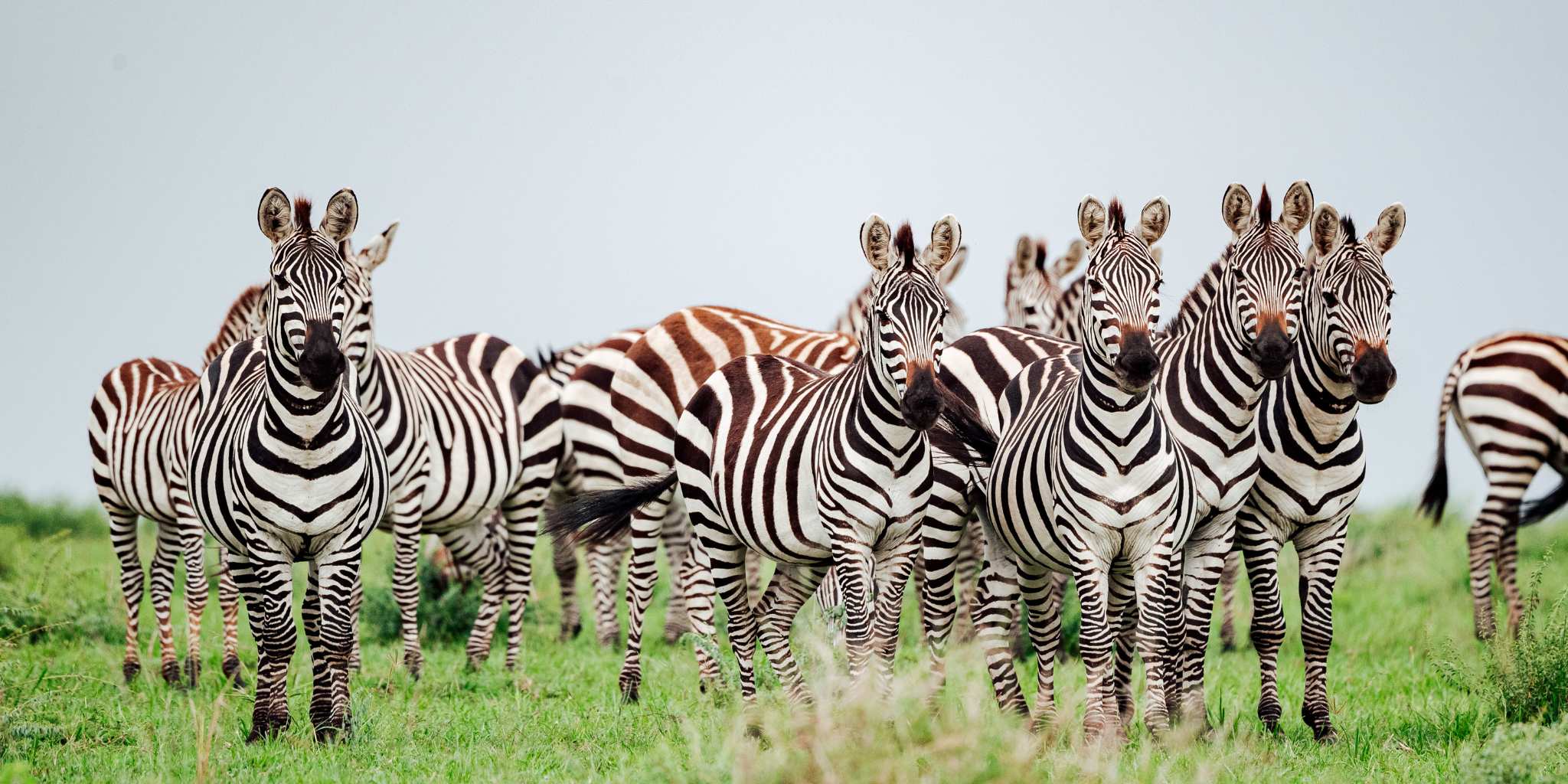 Gorgeous zebras standing together in the grass