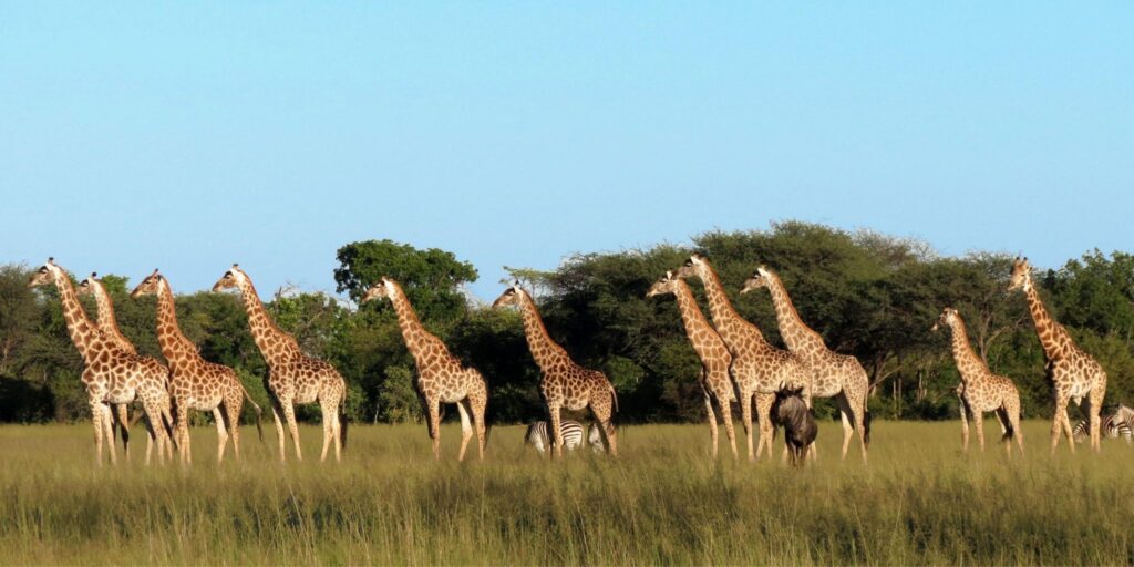 Lots of beautiful giraffes standing in a line in Hwange National park with bright blue sky
