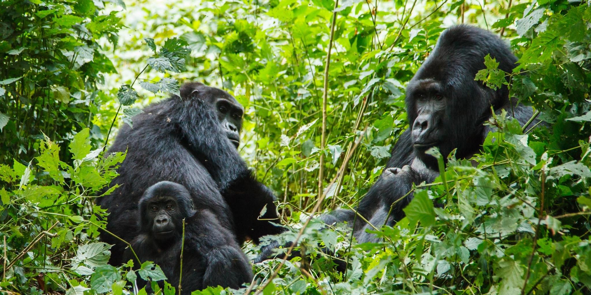 Gorilla family surrounded by bright green foliage