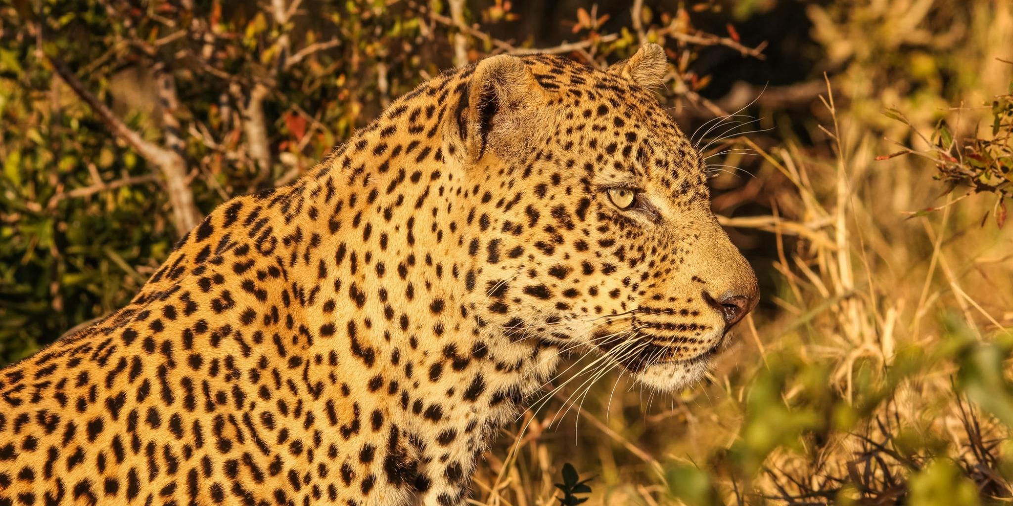 Beautiful leopard on sunrise safari game drive