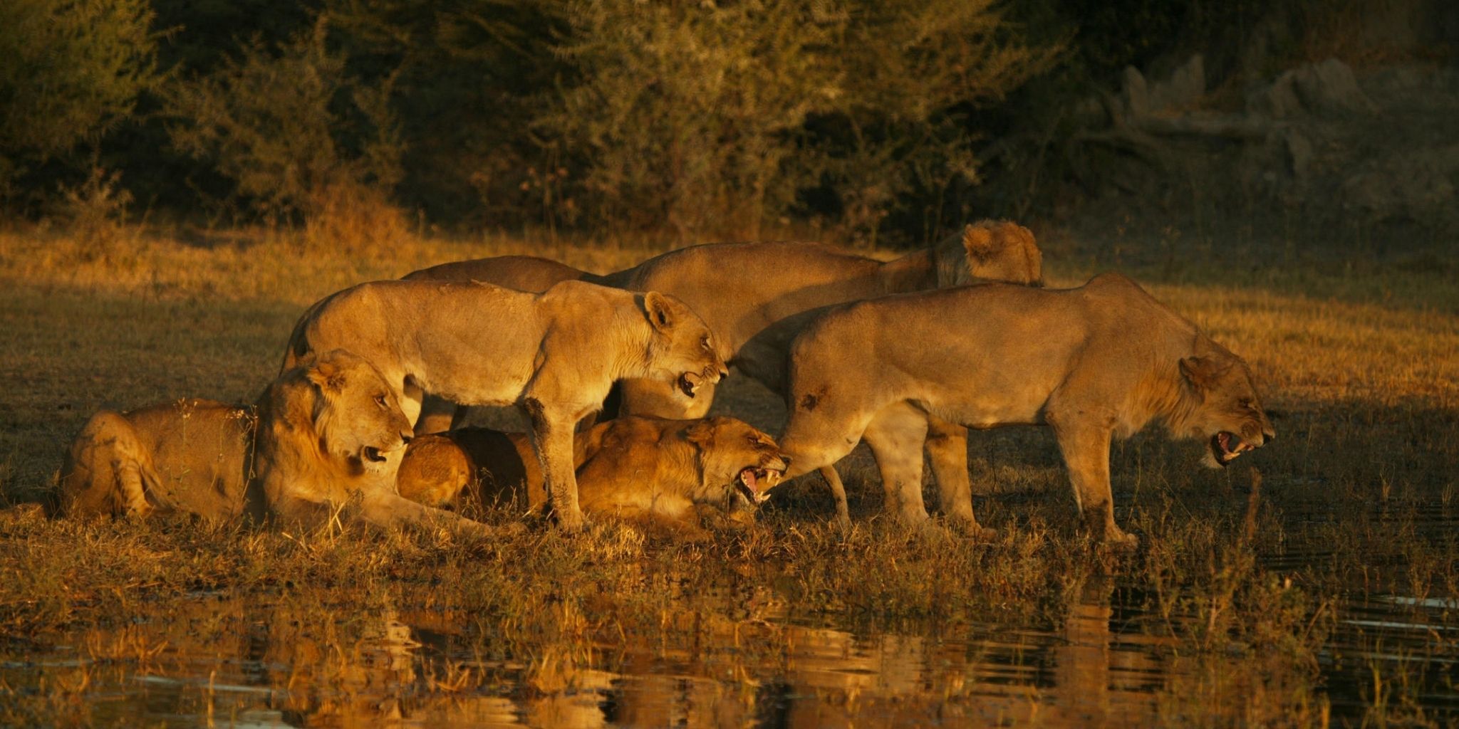 Lion Pride in the Okavango Delta
