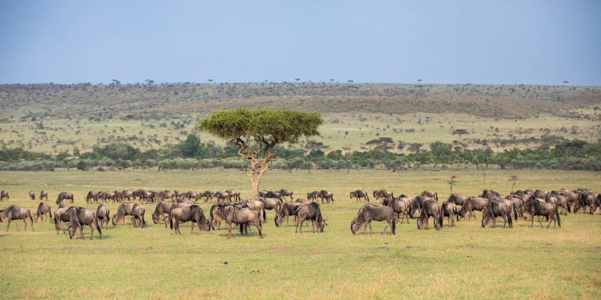 Migratory herd in the wet season Mara