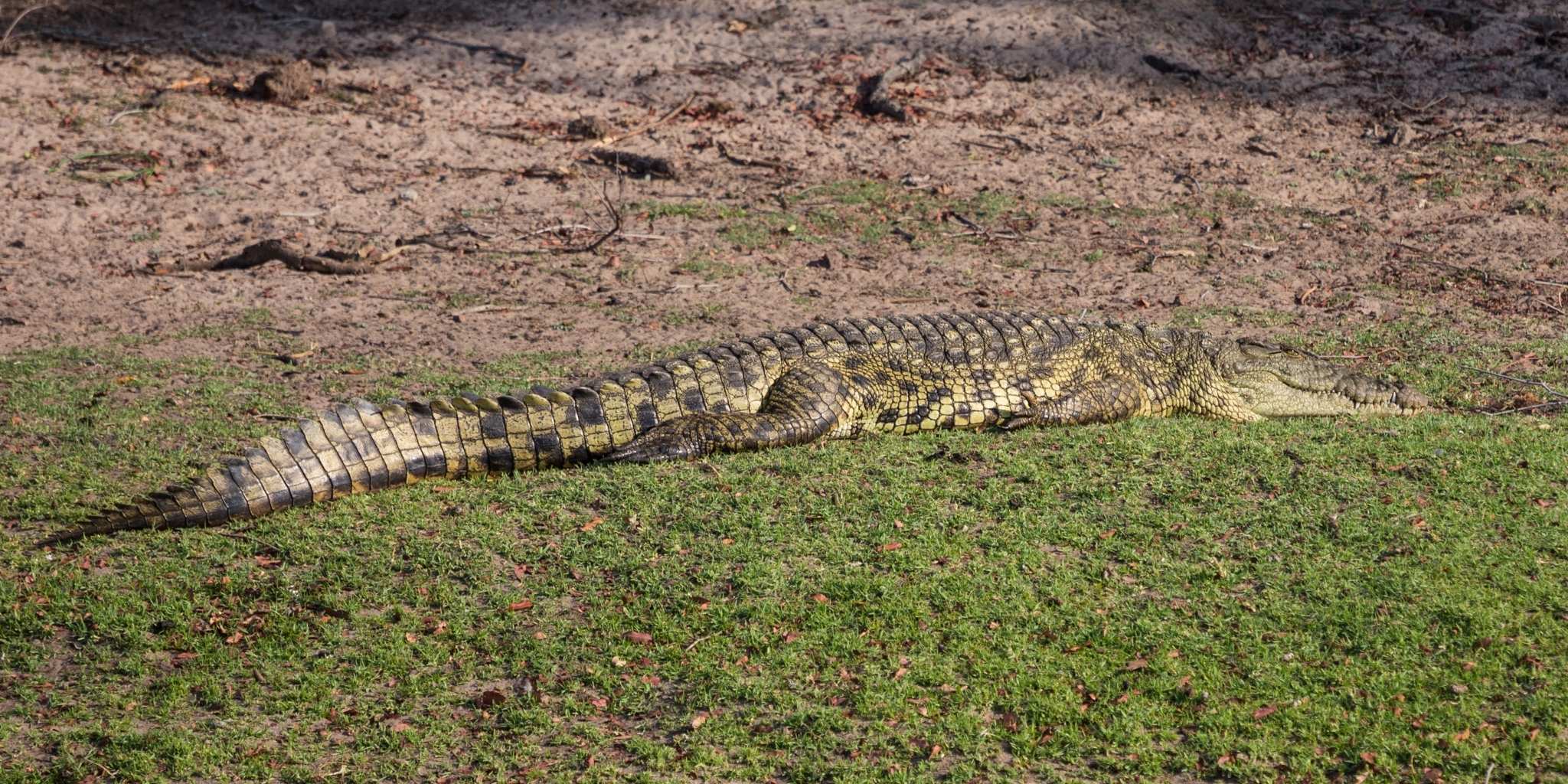 Nile crocodile resting on the Okavango Delta