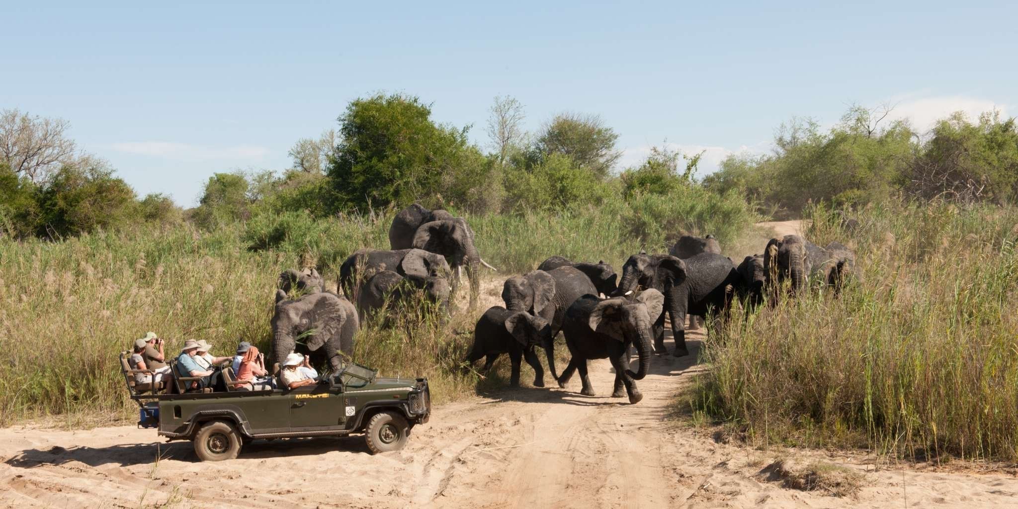 Family enjoying safari in open roof 4X4 next to a herd of elephants