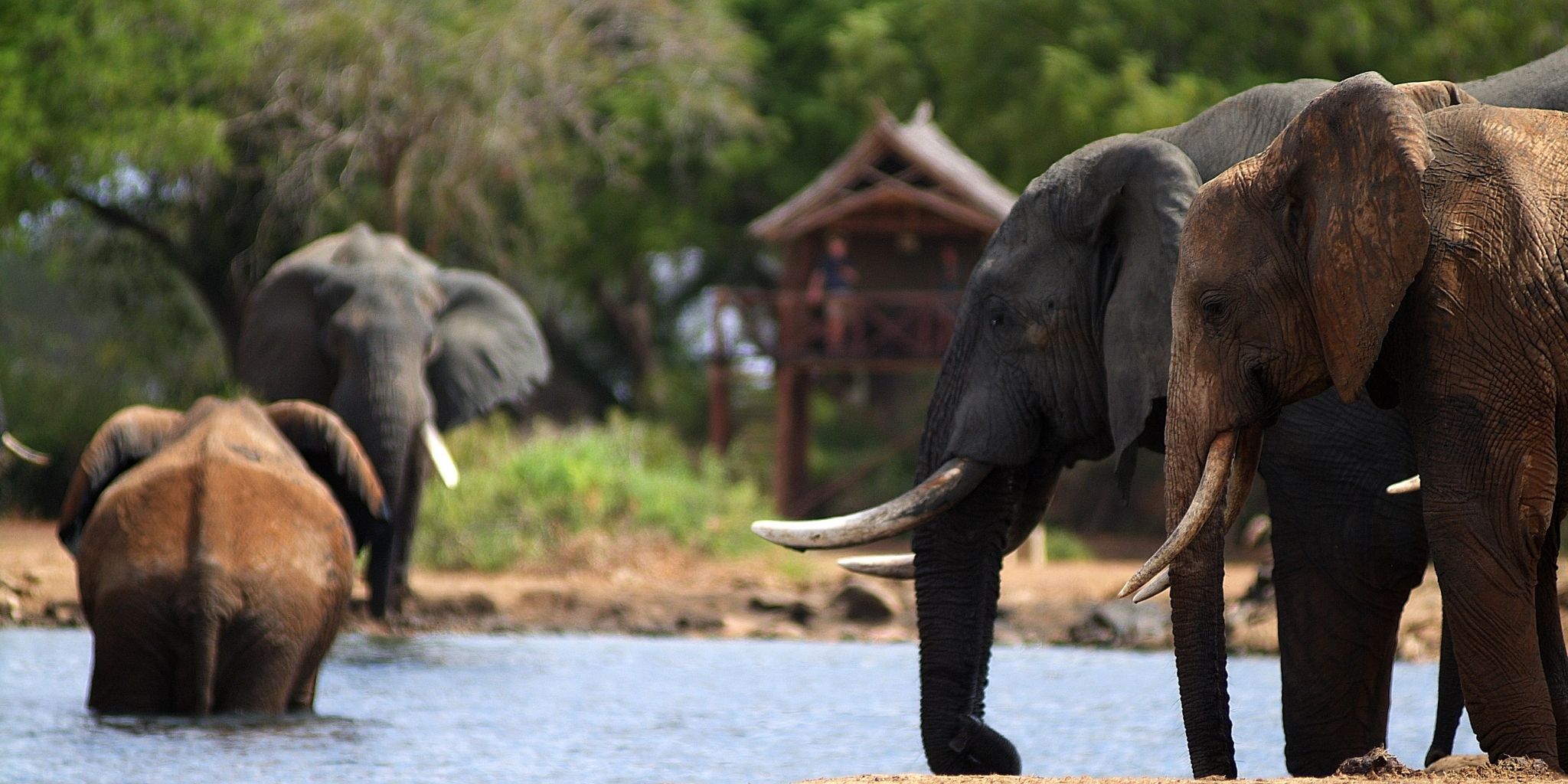 Majestic elephants at Satao waterhole during dry season