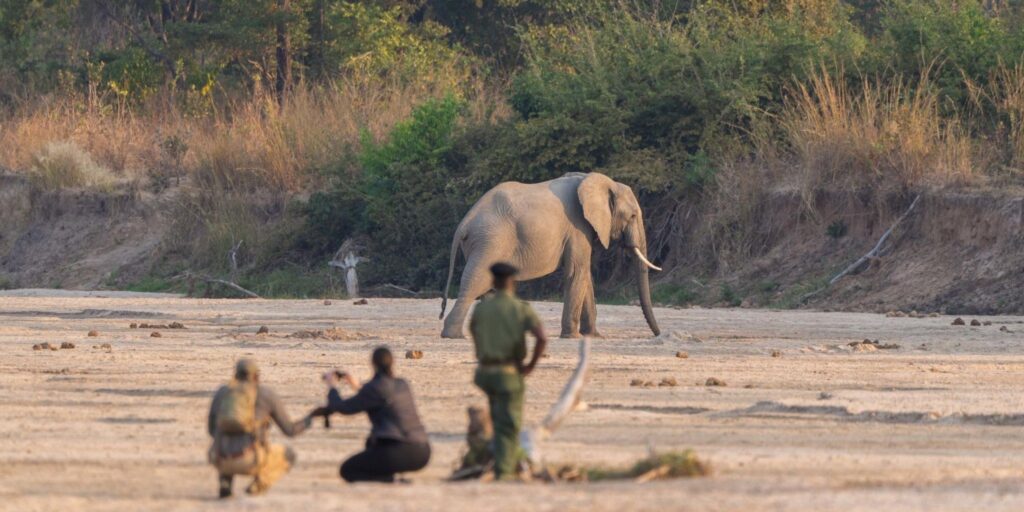Photo of a walking safri tour looking at an elephant and practicing the correct respectful behaviour around wildlife
