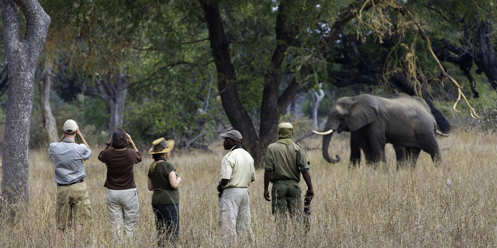 A guided walking safari tour look at a majestic elephant