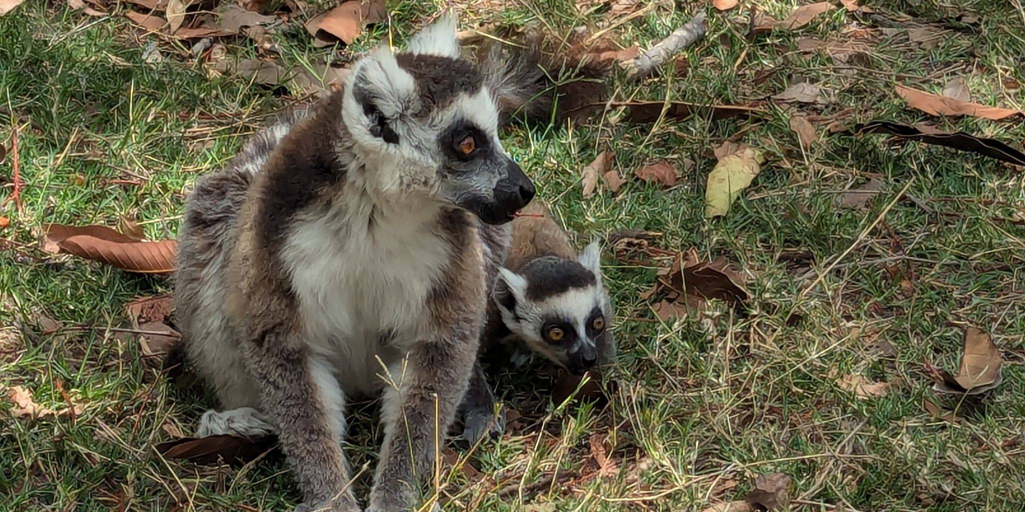 Lemur and baby sat on the ground