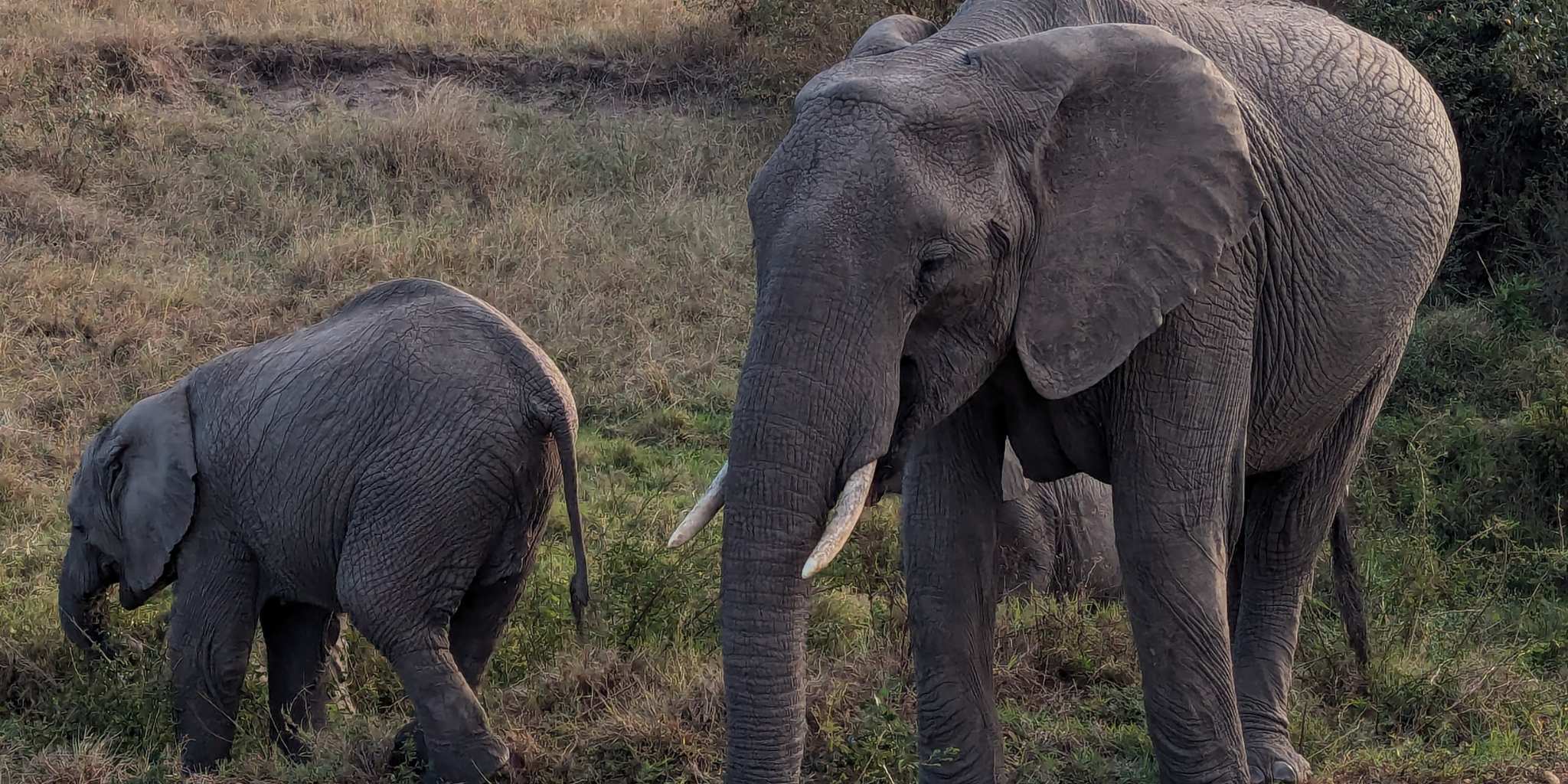 An elephants and a baby elephant standing in the grass