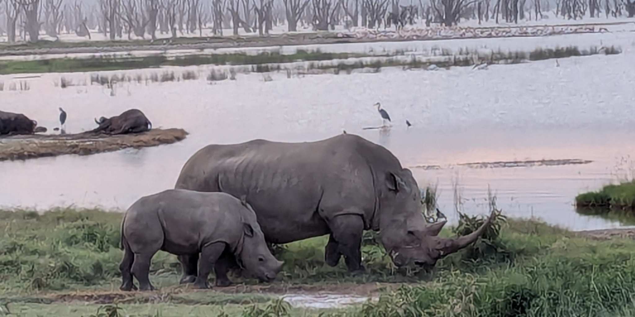 A rhino by the water at sunset with a baby rhino