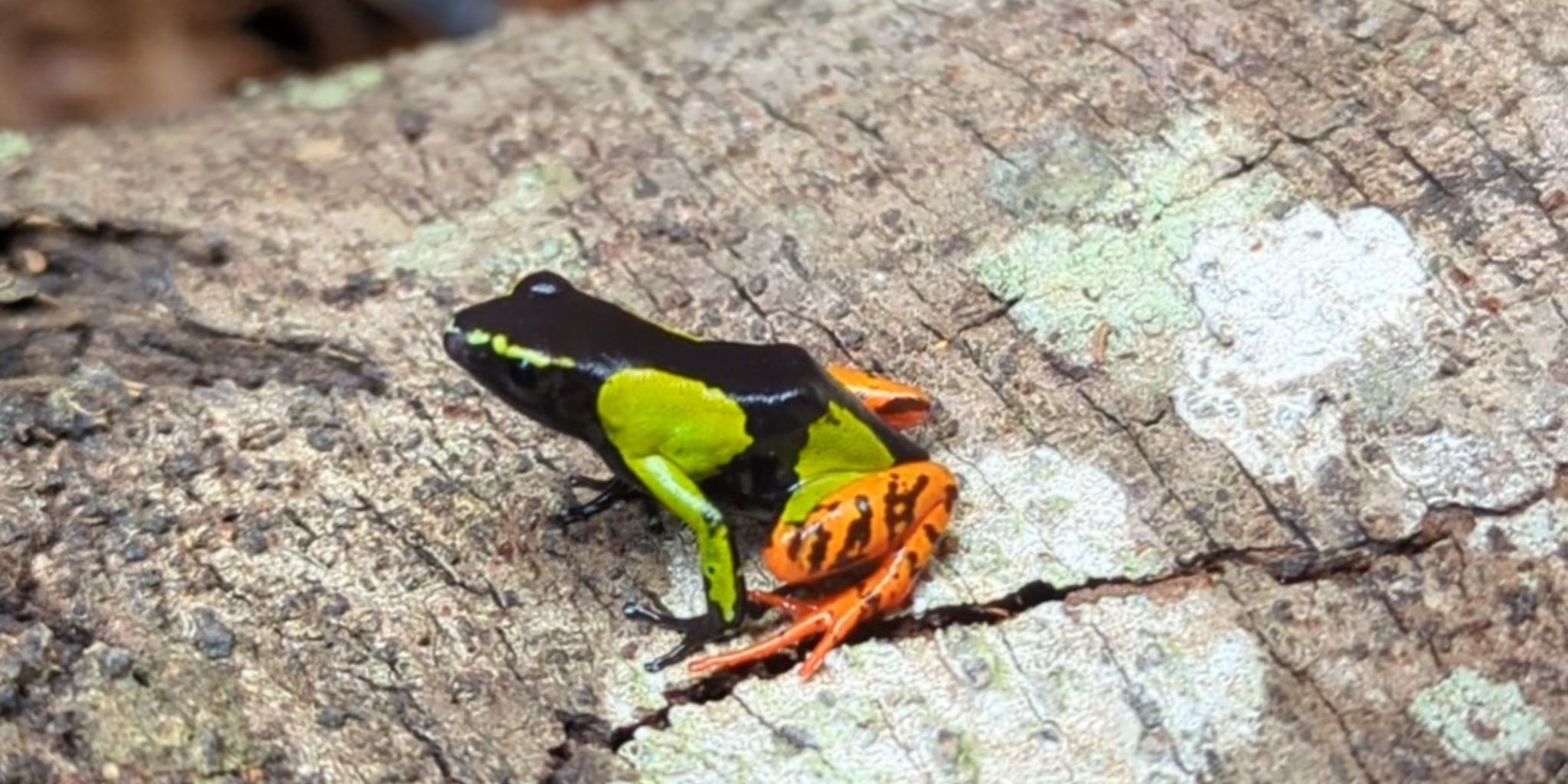 Black, green and orange Madagascan frog