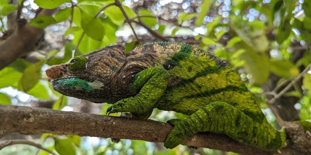 Colourful chameleon on a branch