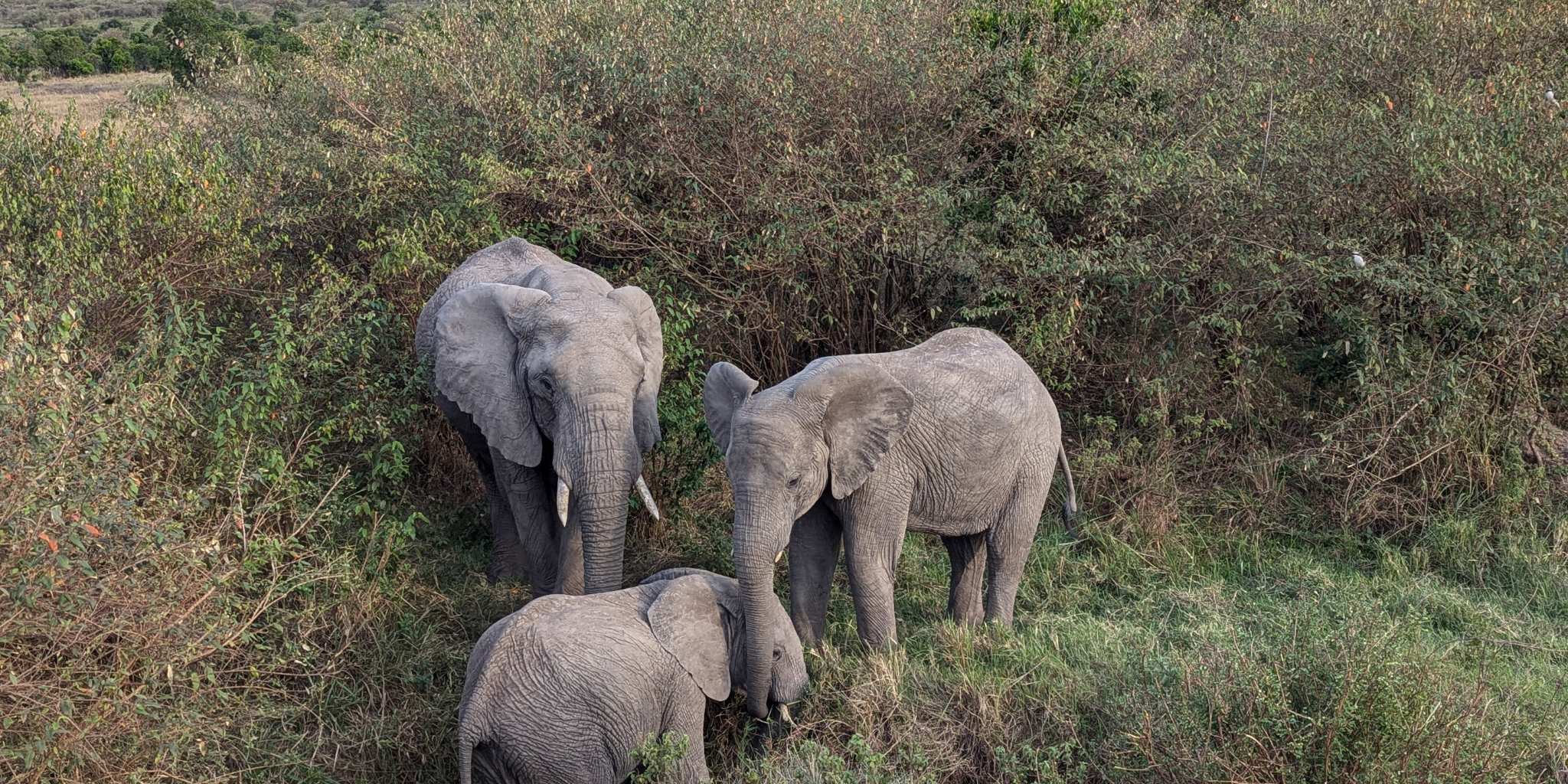 Three elephants in the grass