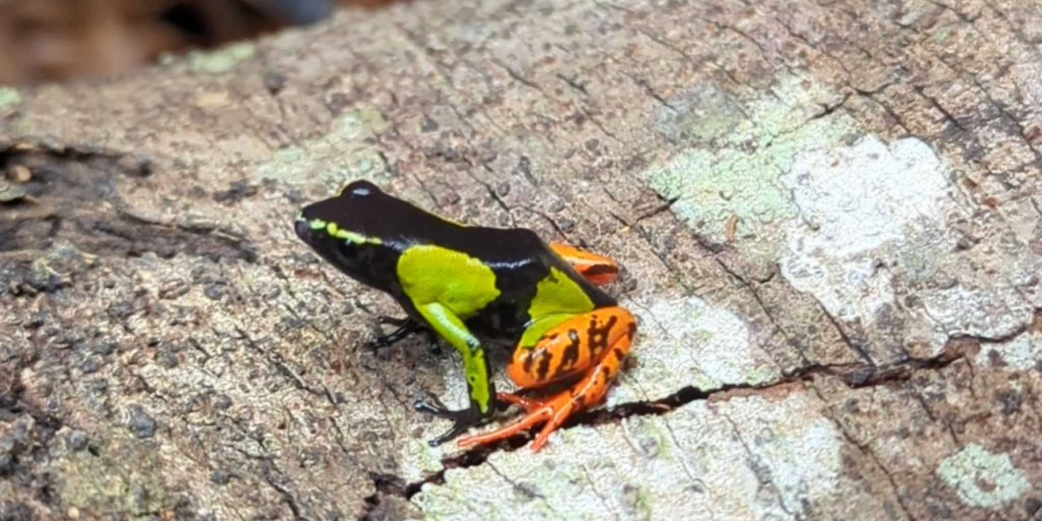 Black green orange frog