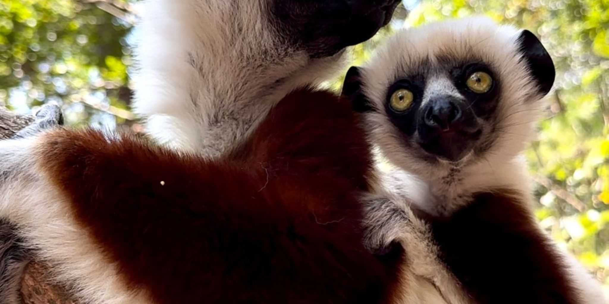 Lemur and her baby hanging on a tree