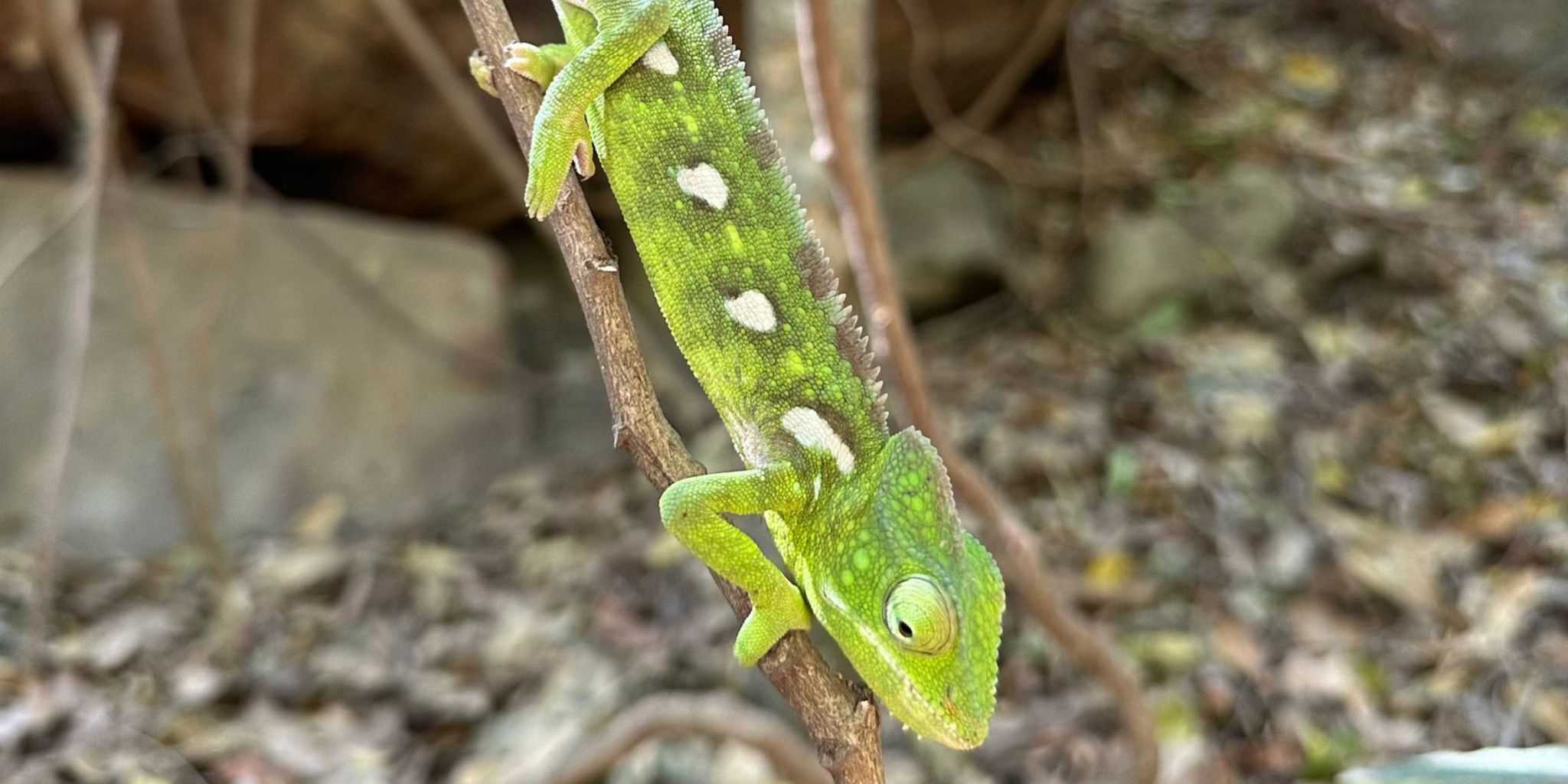 Bright green chameleon climbing down a twig