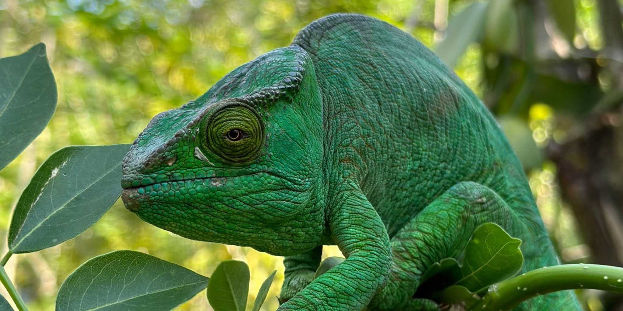 Vibrant green chameleon relaxing on a leaf