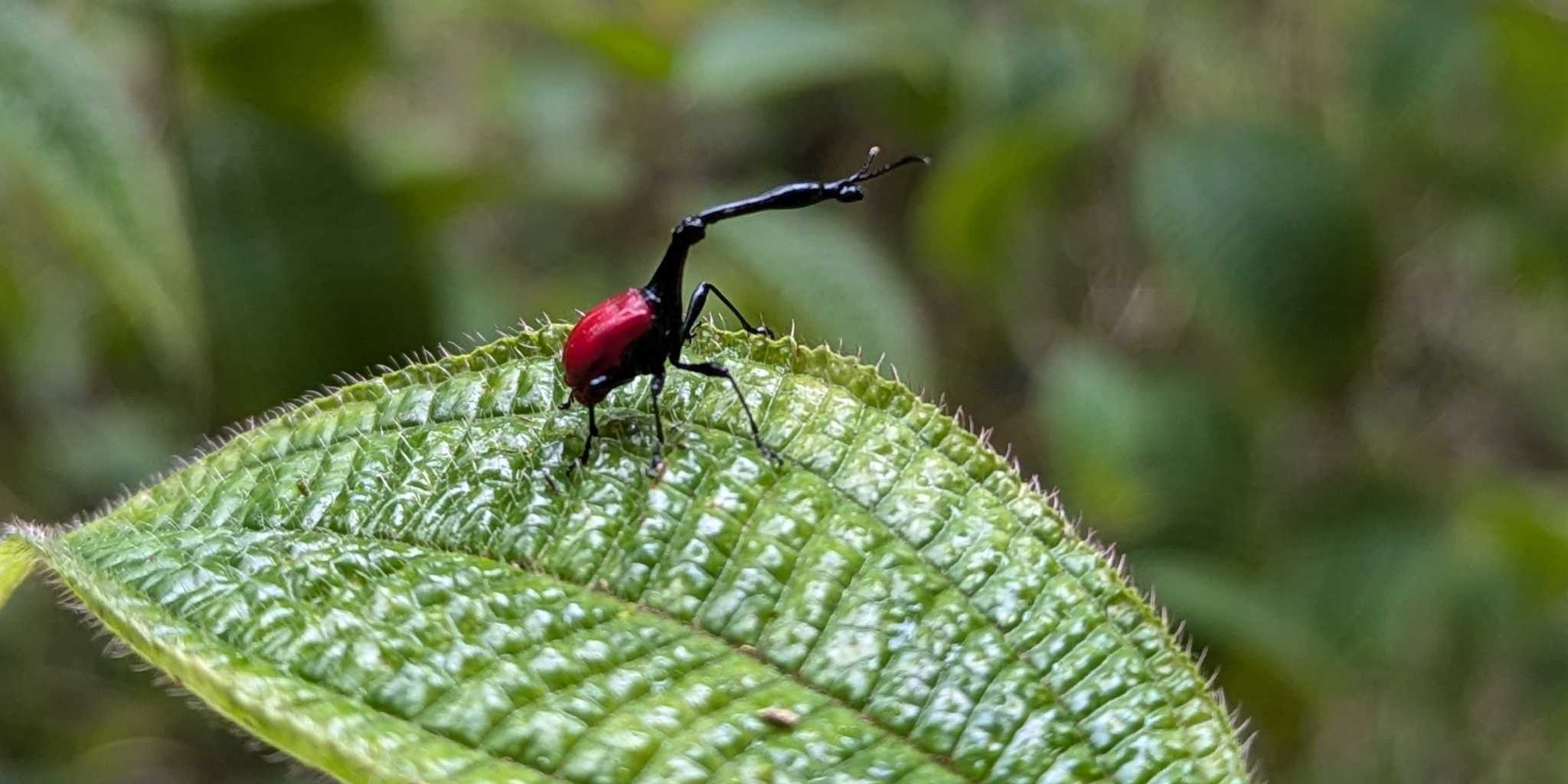 Little red and black insect standing on a detailed leaf