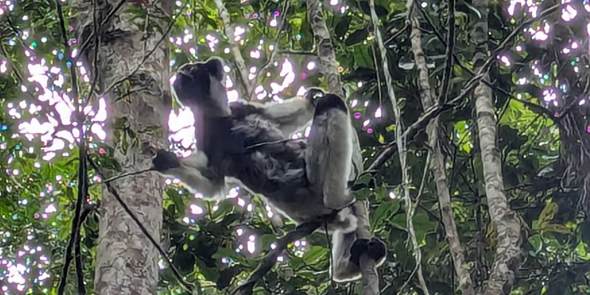 Lemur chilling amongst the leaves and branches