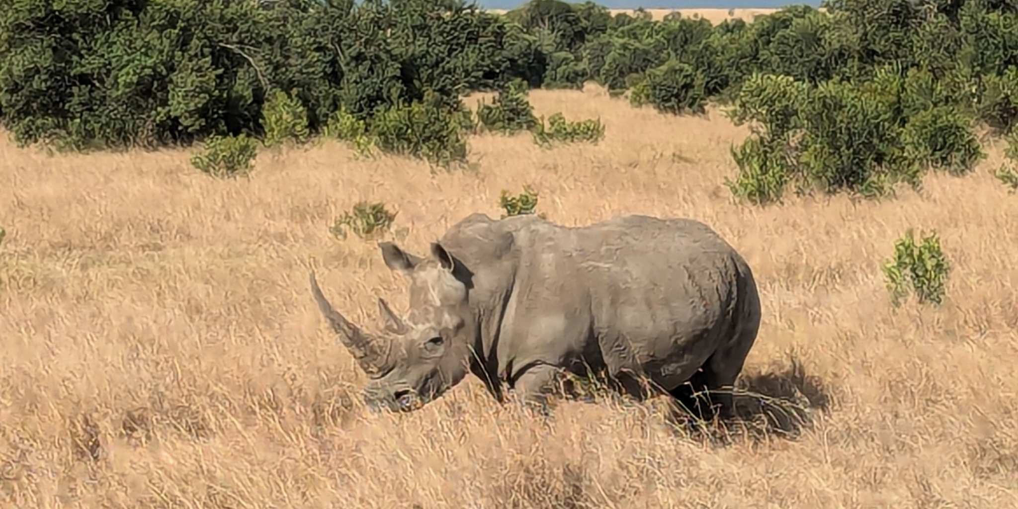Rhino standing in dry orange grass