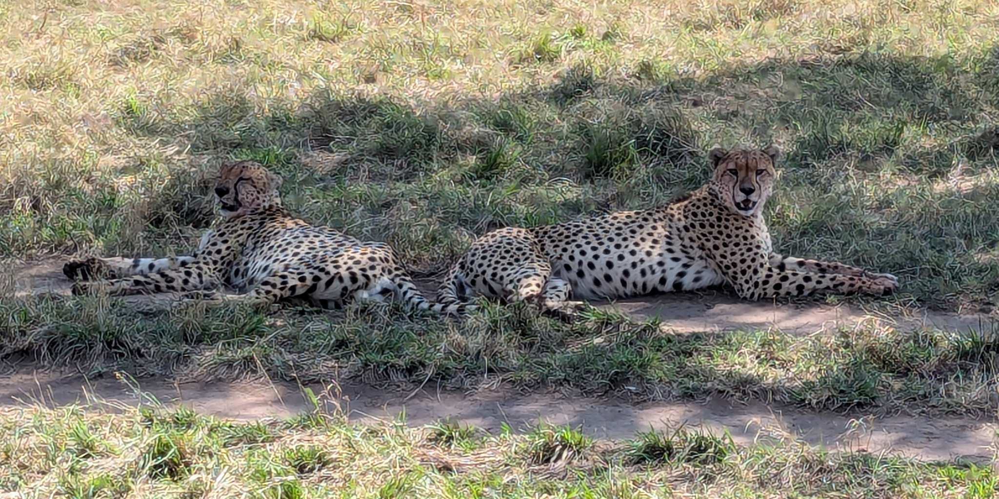 Two cheetah lounging in the shade provided by a a tree