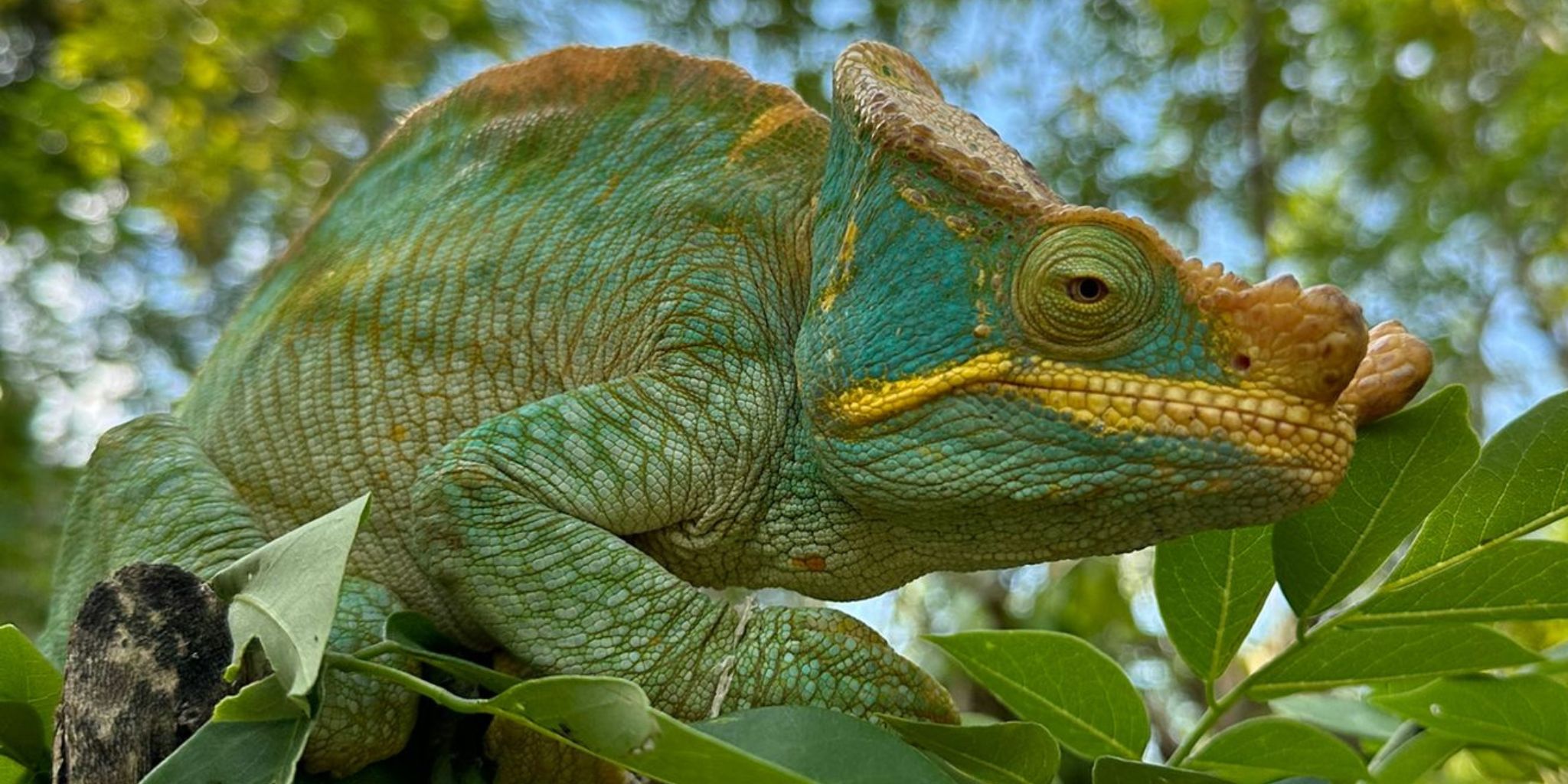 1000 Views of Madagascar with Ben Dessen