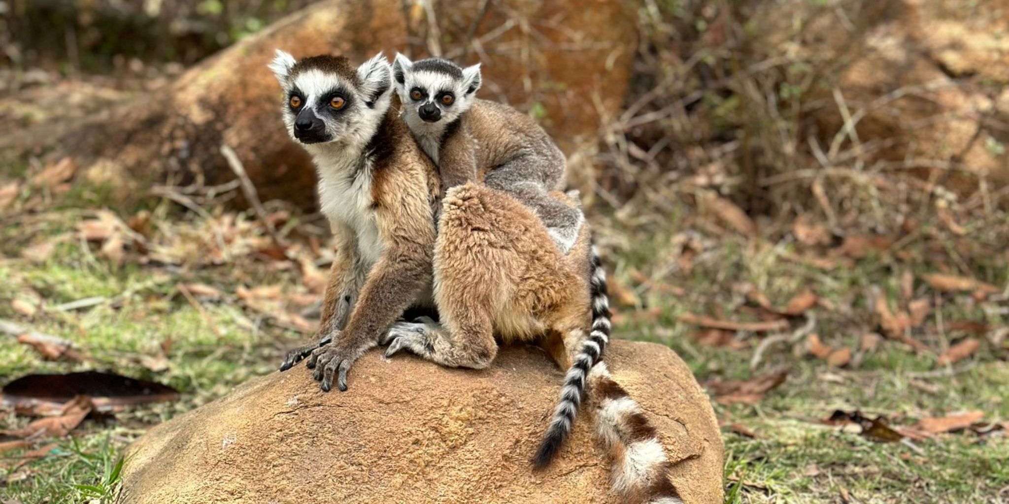 Lemur and her baby sat on a rock