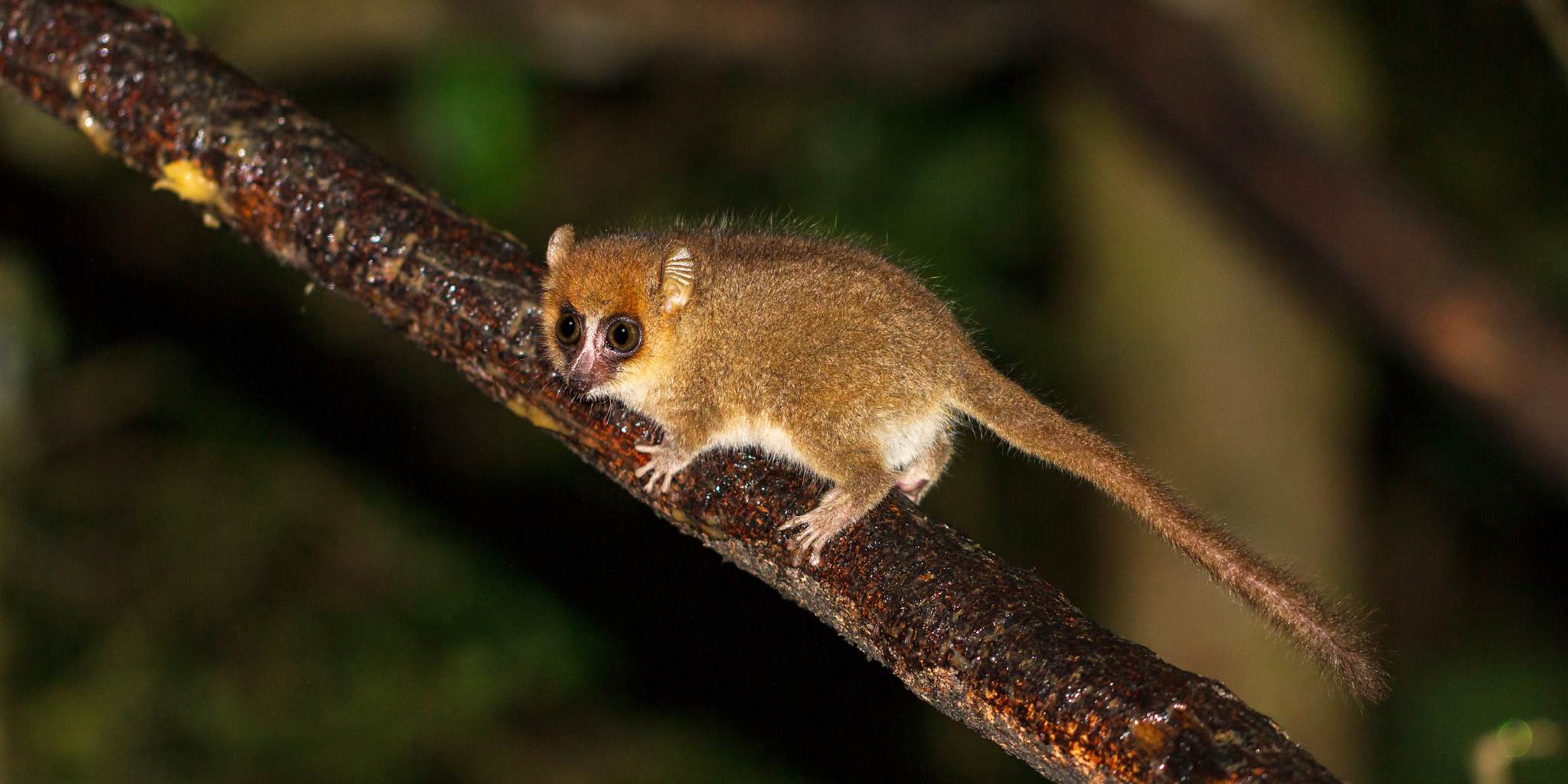 Mouse Lemur with big eyes climbing up a tiny branch